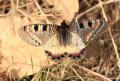 Archon apollinaris (Küçük Yalancıapollo)